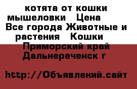 котята от кошки мышеловки › Цена ­ 10 - Все города Животные и растения » Кошки   . Приморский край,Дальнереченск г.